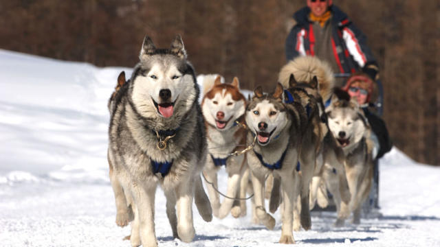 chiens de traineaux, Paradiski, Tarentaise, savoie, 73