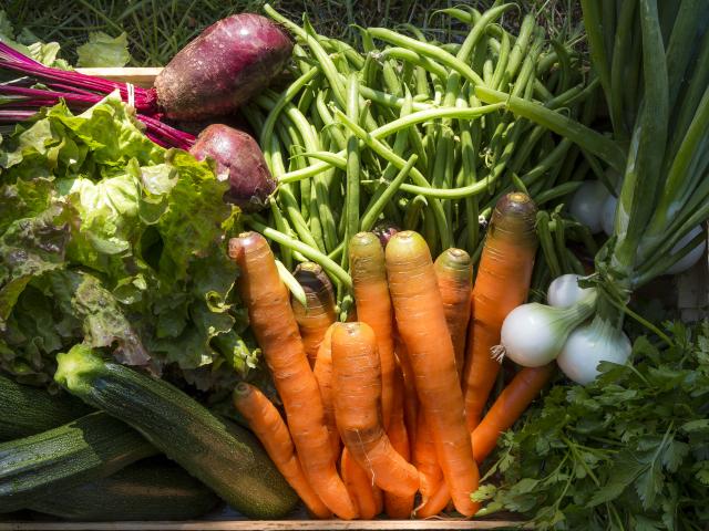 Hautes-Alpes (05), Vallée du Champsaur, La Motte en Champsaur, Joubert Eric, maraîcher, Agriculture en conversion biologique  //  Hautes-Alpes (05), Champsaur valley, La Motte en Champsaur, Eric Joubert, market gardener