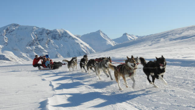 Chien de traineau Husky à Orcières Merlette