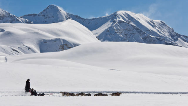 Station de ski Orcières 1850, vallée du Champsaur, Hautes-Alpes; 05 Village nordique de Williwaw, partez pour une balade à la tête dun attelage, ou dans le traîneau du meneur de chien (musher) pour glisser sur les pentes douces des haut plateaux daltitudes de Rocherousse.