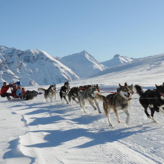 Chien De Traineau à Orcieres Merlette