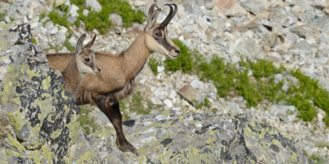 Chèvre et chevreau dans le vallon d'Isola à Champoléon