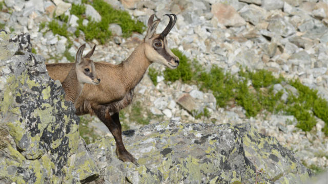 Chèvre et chevreau dans le vallon d'Isola à Champoléon