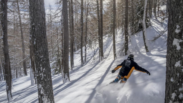 Freeride entre les mélèzes à Laye en Champsaur