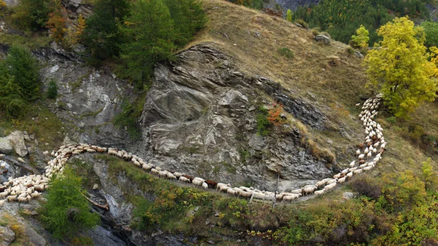 Pastoralisme : démontagnage sur le sentier de Méollion (Champsaur)