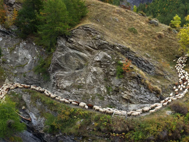 Pastoralisme : démontagnage sur le sentier de Méollion (Champsaur)