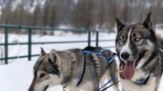 Attelage de chiens de traineaux dans la vallée de Champoléon