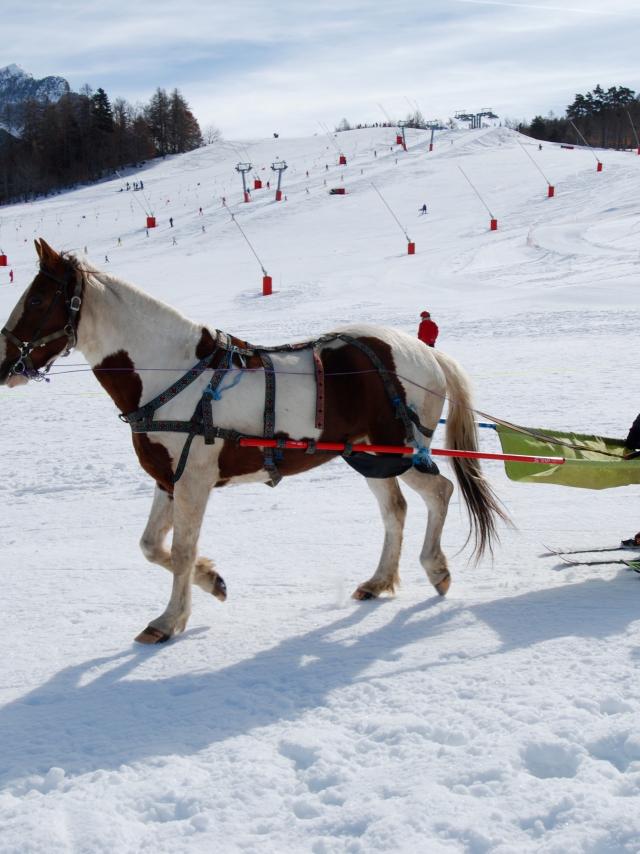 Ski joering à Ancelle