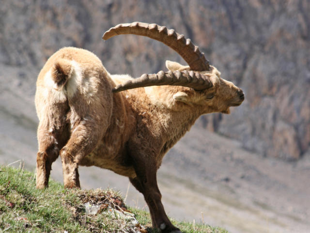 Bouquetin dans les Hautes-Alpes