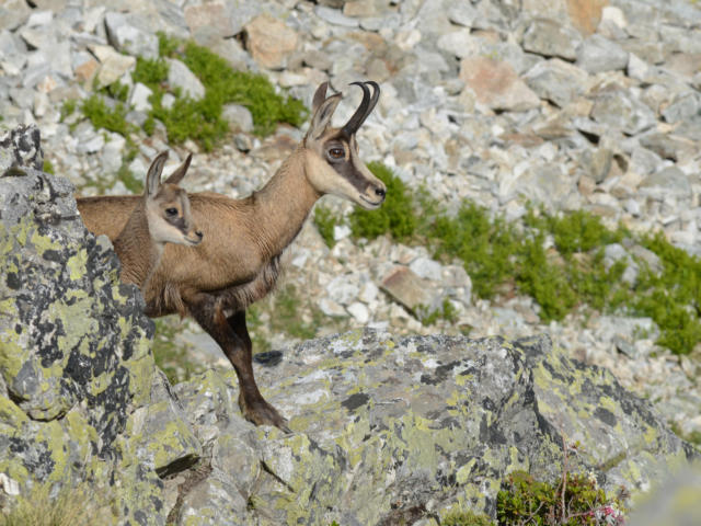 Chèvre et chevreau dans le vallon d'Isola à Champoléon