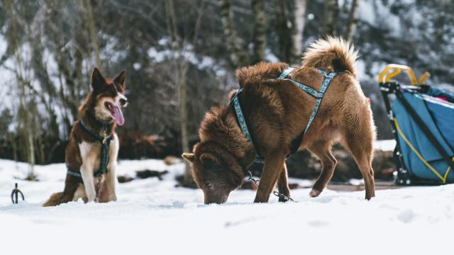 Chiens de traineau en Valgaudemar