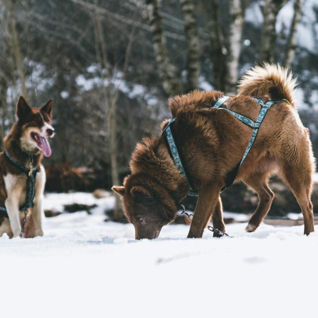 Chiens de traineau en Valgaudemar