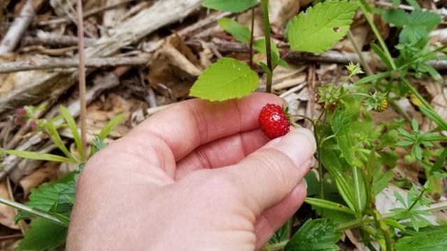 cueillette-fraises-des-boisa-carmellino-rotated.jpg