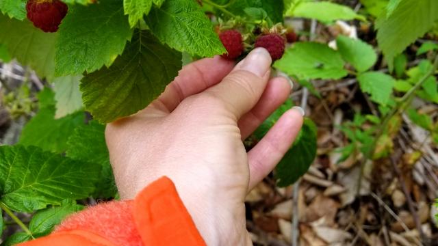 cueillette-framboises-sauvagesa-carmellino.jpg