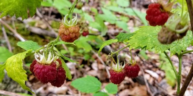 Framboises Sauvages©a Carmellino