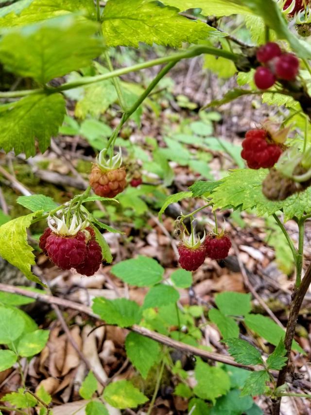 Framboises Sauvages©a Carmellino