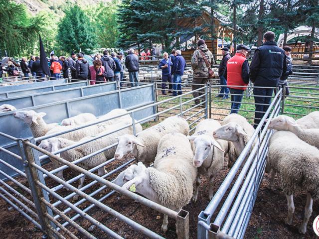 foire-chevre-chapelle-valgaudemar-1.jpg