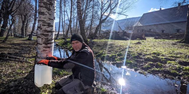 récolte de la sève de bouleau dans le Chamspaur