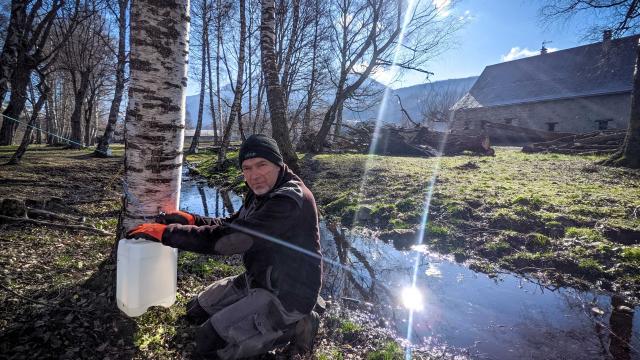 récolte de la sève de bouleau dans le Chamspaur