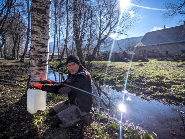 récolte de la sève de bouleau dans le Chamspaur