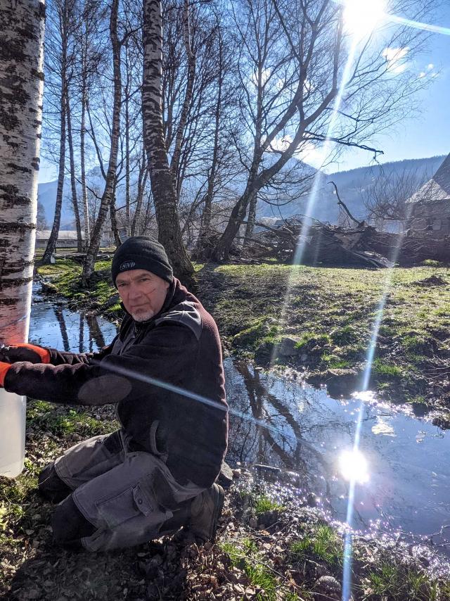 récolte de la sève de bouleau dans le Chamspaur