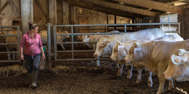 Hautes-Alpes (05), Parc national des Ecrins, Vallée du Champsaur, Ancelle, le Collet d'Ancelle, Ferme de Sauron, Laure Marcellin,  éleveuse de bovins (Race charolaise) et vente directe de viande bovine et terrines.,  //  Hautes-Alpes (05), Ecrins national park, Champsaur valley, Ancelle, cattle breeder (Charolais breed) and direct sale of beef