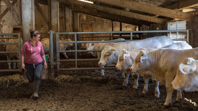 Hautes-Alpes (05), Parc national des Ecrins, Vallée du Champsaur, Ancelle, le Collet d'Ancelle, Ferme de Sauron, Laure Marcellin,  éleveuse de bovins (Race charolaise) et vente directe de viande bovine et terrines.,  //  Hautes-Alpes (05), Ecrins national park, Champsaur valley, Ancelle, cattle breeder (Charolais breed) and direct sale of beef