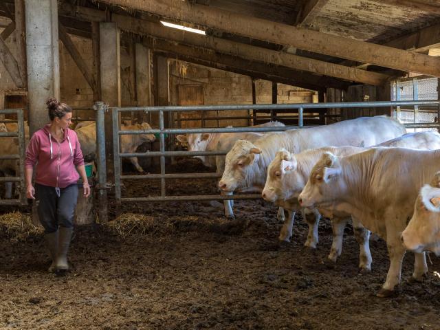 Hautes-Alpes (05), Parc national des Ecrins, Vallée du Champsaur, Ancelle, le Collet d'Ancelle, Ferme de Sauron, Laure Marcellin,  éleveuse de bovins (Race charolaise) et vente directe de viande bovine et terrines.,  //  Hautes-Alpes (05), Ecrins national park, Champsaur valley, Ancelle, cattle breeder (Charolais breed) and direct sale of beef