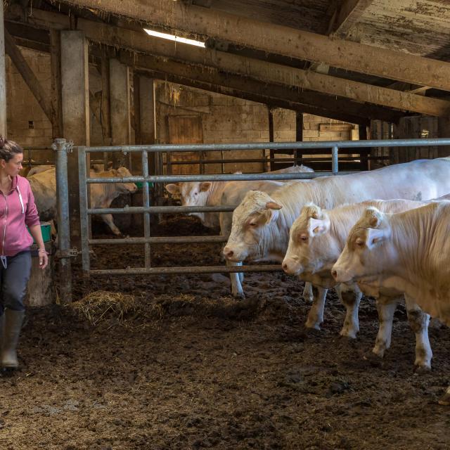 Hautes-Alpes (05), Parc national des Ecrins, Vallée du Champsaur, Ancelle, le Collet d'Ancelle, Ferme de Sauron, Laure Marcellin,  éleveuse de bovins (Race charolaise) et vente directe de viande bovine et terrines.,  //  Hautes-Alpes (05), Ecrins national park, Champsaur valley, Ancelle, cattle breeder (Charolais breed) and direct sale of beef