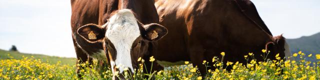 Agriculture en Champsaur