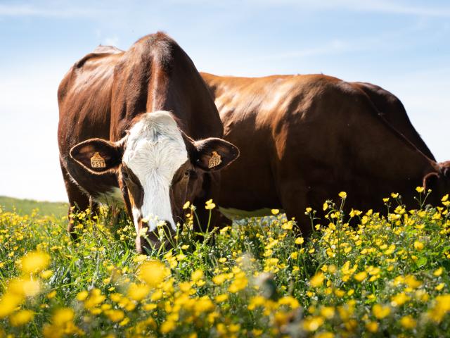 Agriculture en Champsaur