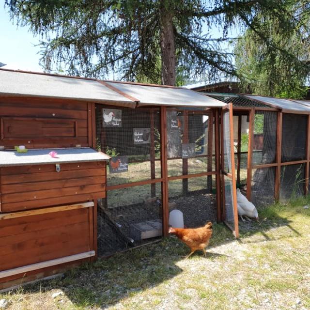 poules martegale