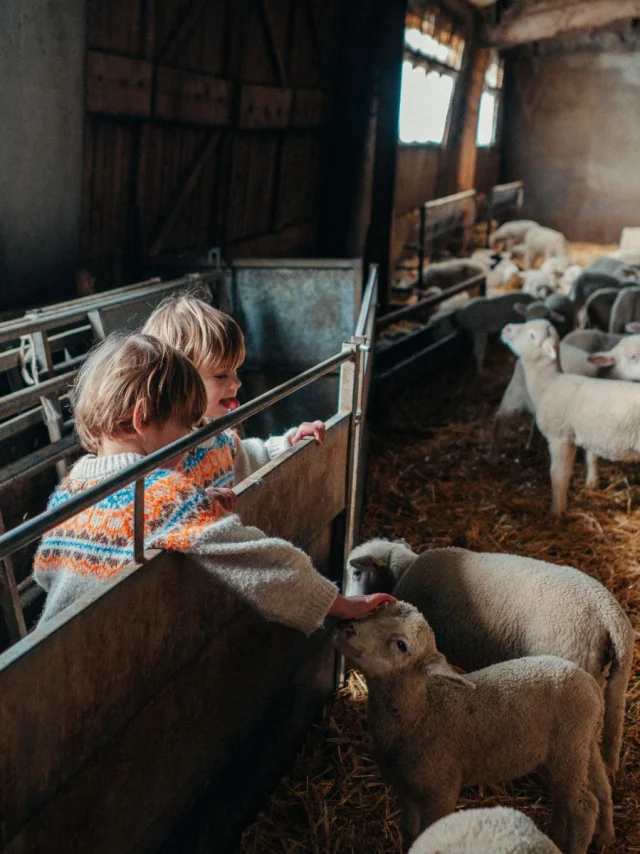 Visite de ferme du Caïre